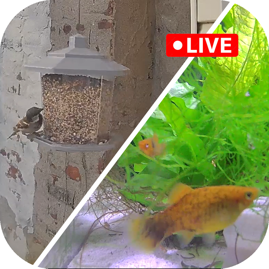 BirdCam